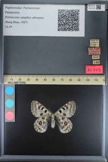 Media type: image;   Entomology 35749